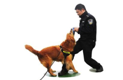 缉毒犬,缉毒犬的使命与成长之路