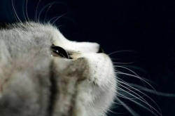 娱乐吃瓜君猫猫生日歌,萌宠欢唱，共庆猫界盛事